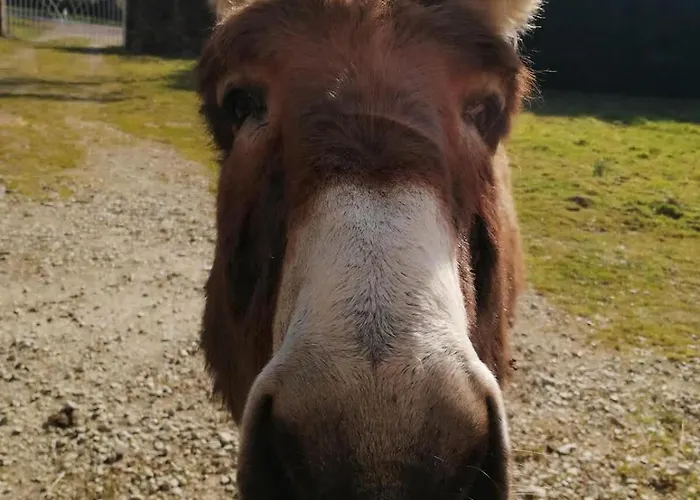 Ferme De Beaumont Norman Authentic * Carentan-les-Marais